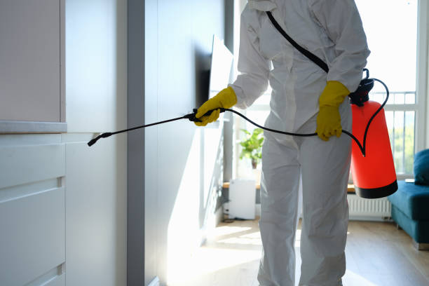 Reliable La Mirada, CA Mold Removal Solutions